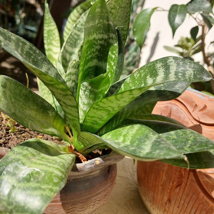 Продаю цветы комнатные многолетние фикус,денежное дерево,жасмин