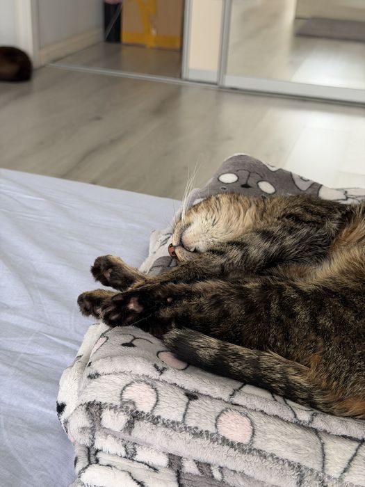 Котенок бесплатно в добрые руки!