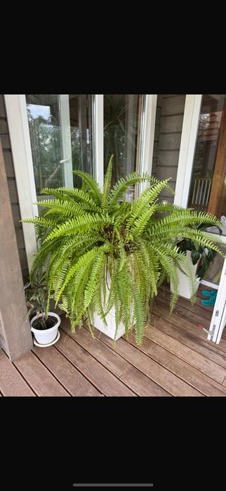 Комнатное растение