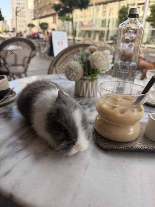 DAU iepuras spre ADOPTIE - GRATIS