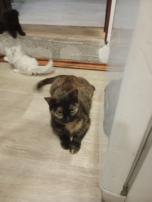 Отдам котят в хорошие руки