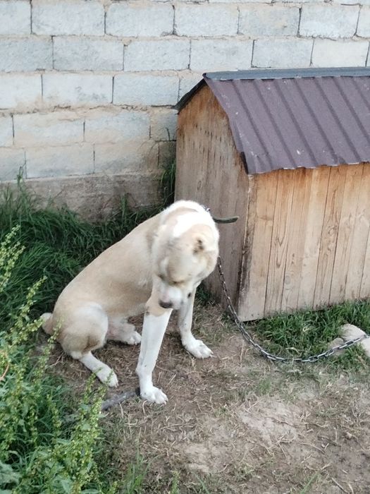 Ит сатылады Алабай