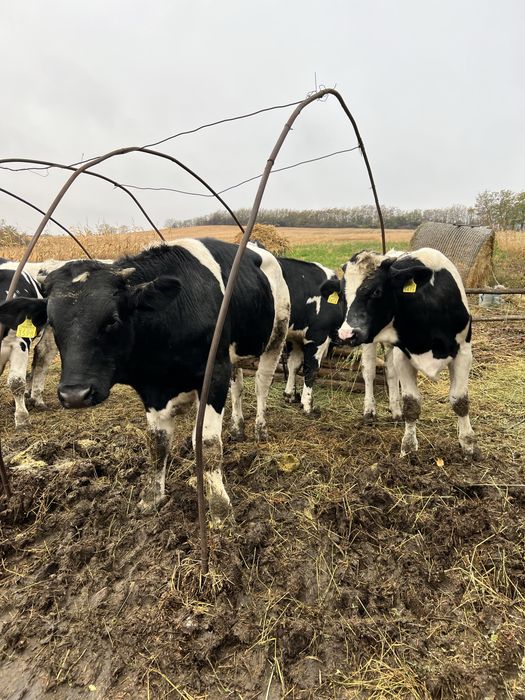 Tauri Baltata cu Holstein
