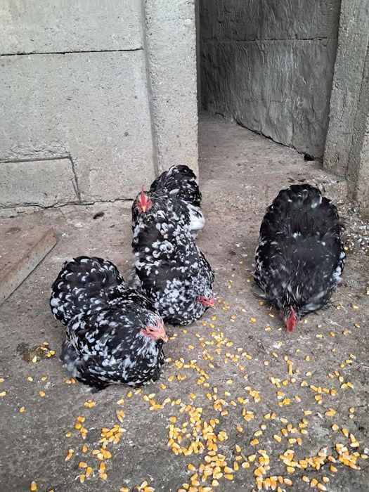 Vând cochinchina pitic