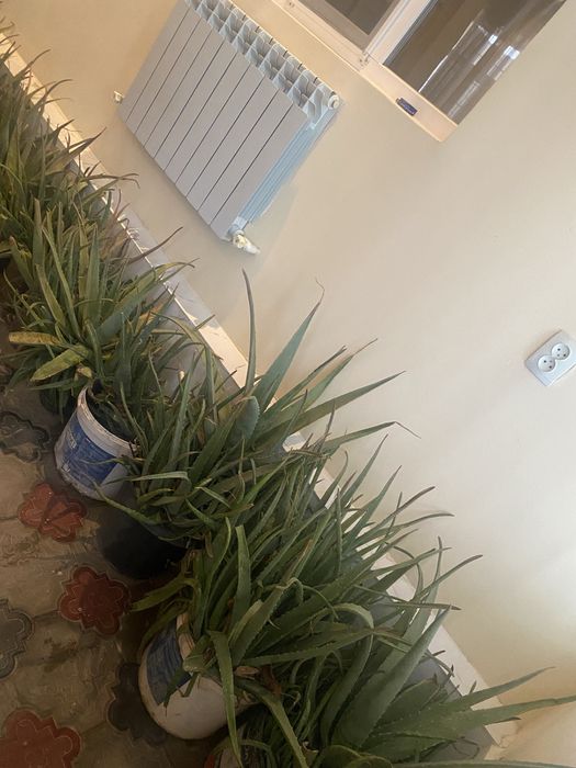 Алоэ растения