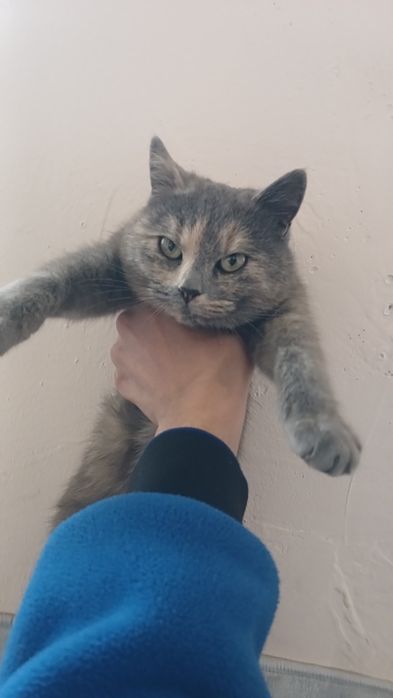 Skotish fold mushuk sotladi srochna