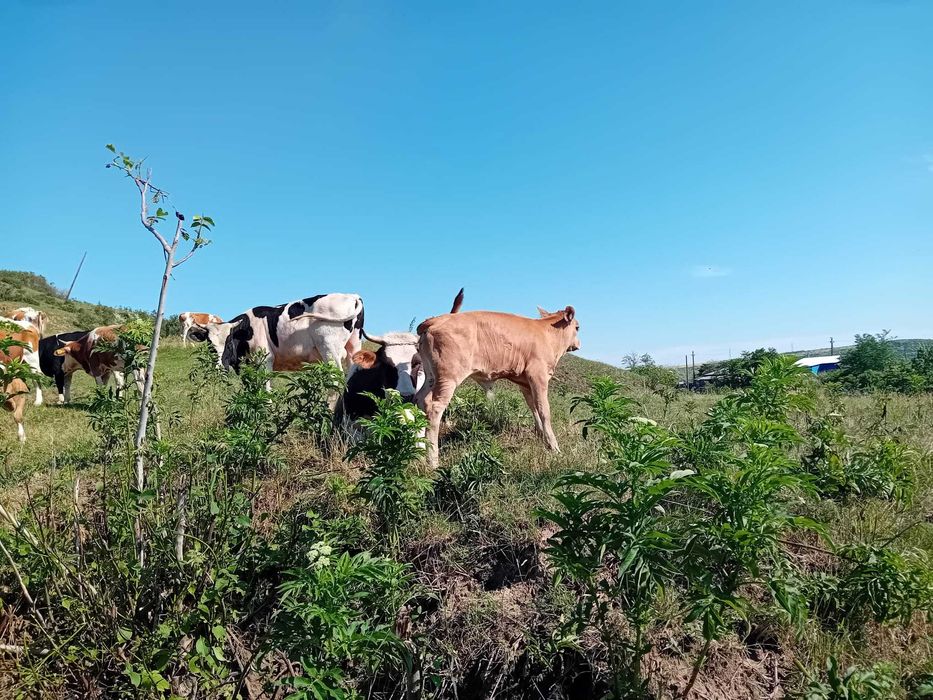 Vând Vaci și Viței din Iași, Belcești
