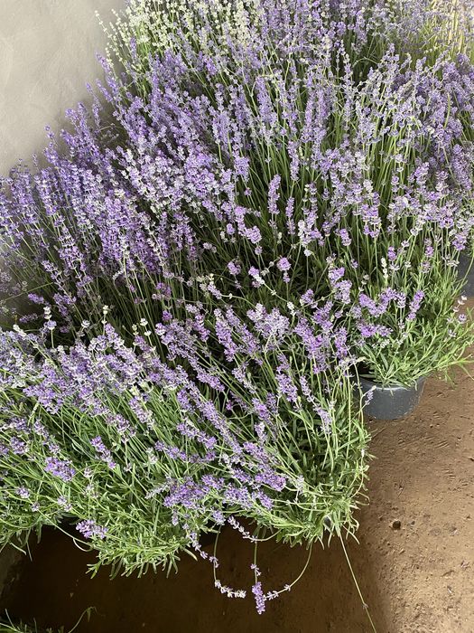 Lavanda fransuzkiy