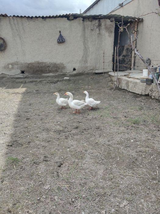 Ĝozlar sotiladi.