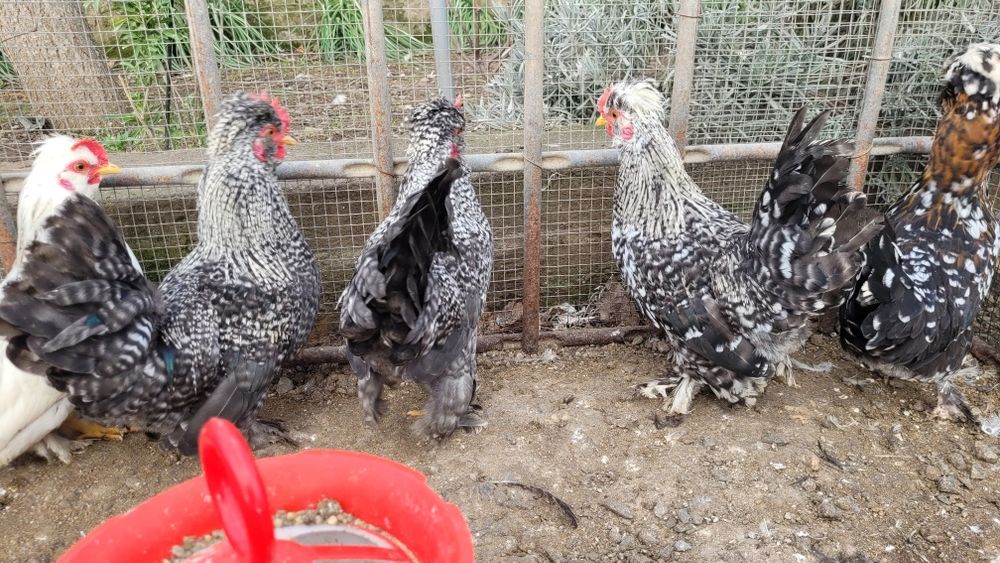 Cocosi strumski  pitic