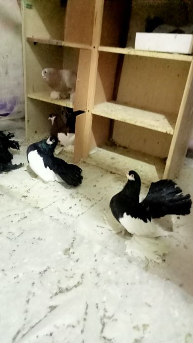 Голуби статные, продам