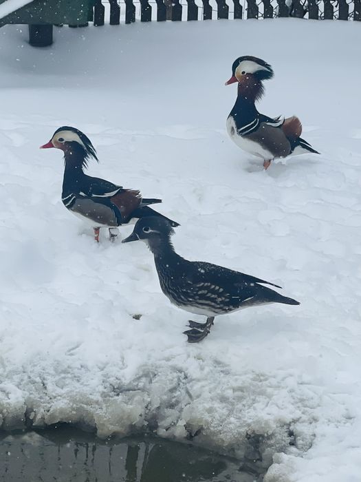 Rațe Mandarine doua perechi disponibile