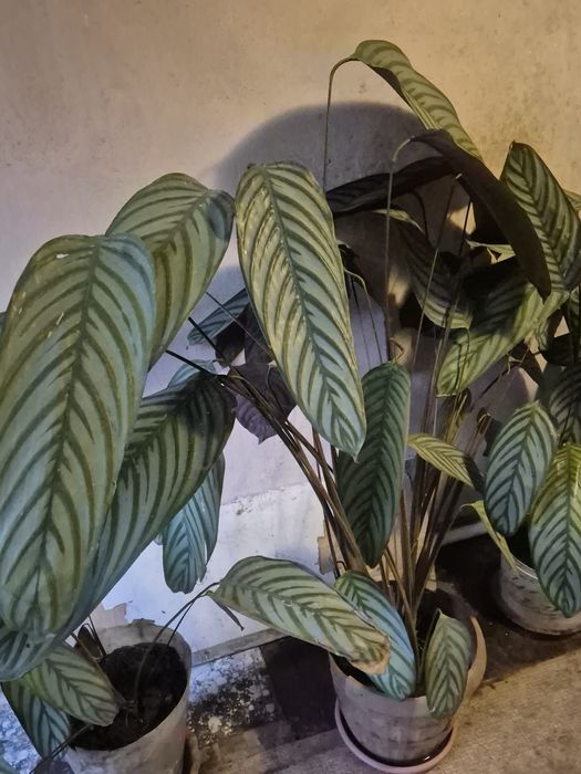 Цветок  Калатея.