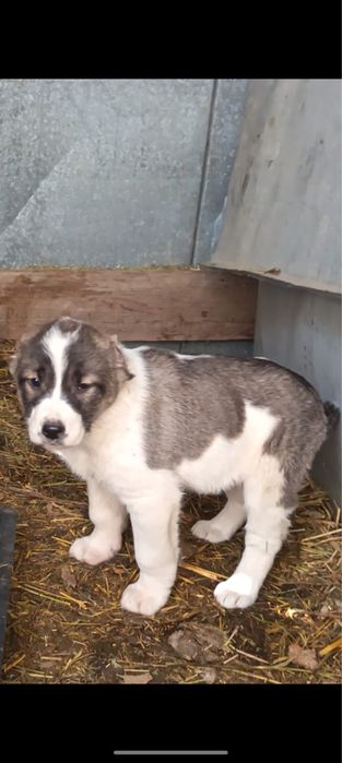 Алабай күшіктер 3-ұрғашы