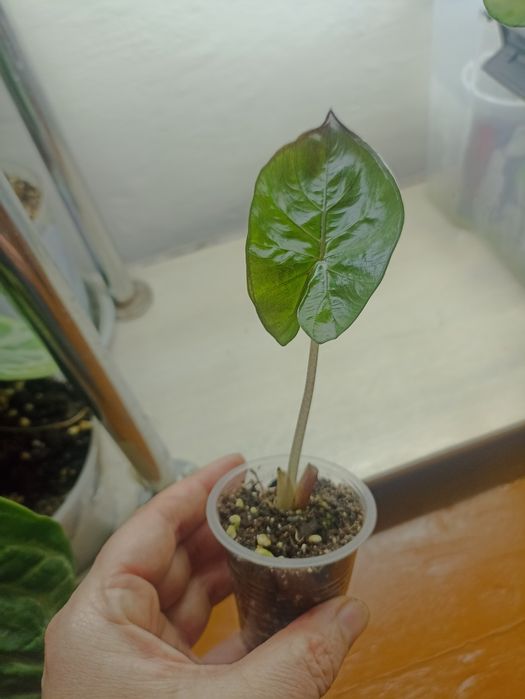 Продаются разные Алоказии