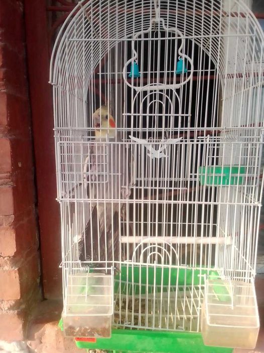 попугай каррера мальчик 150000