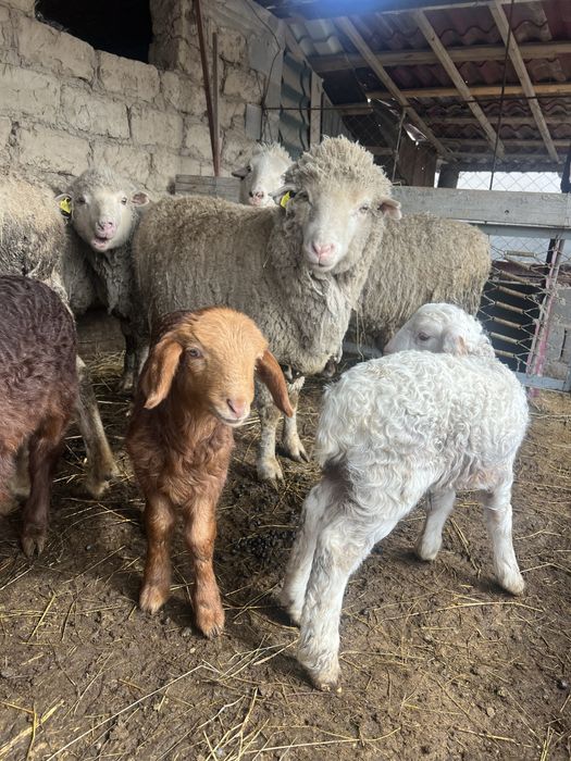 Қозылы қойлар сатылады