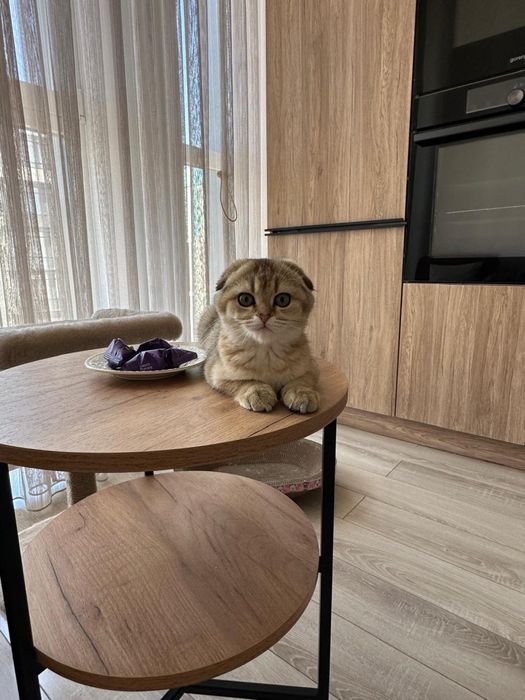Животные котенок