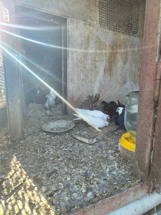 Продам голубей бойных