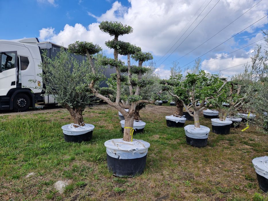 Maslini seculari în stoc