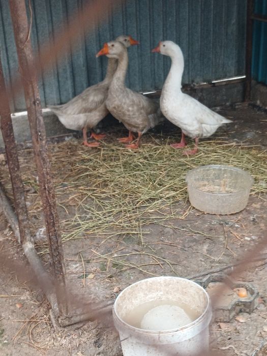 Ущ каз сатылады биреуи кораз