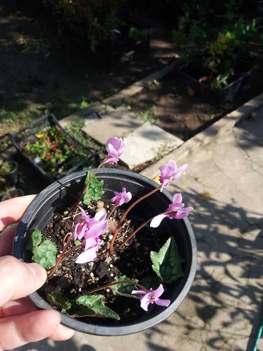 Горска Циклама - Студоустойчива Луковици и Растения