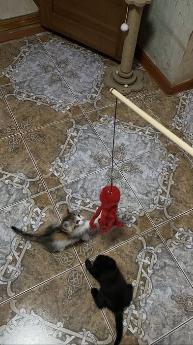 Котеночек в добрые руки