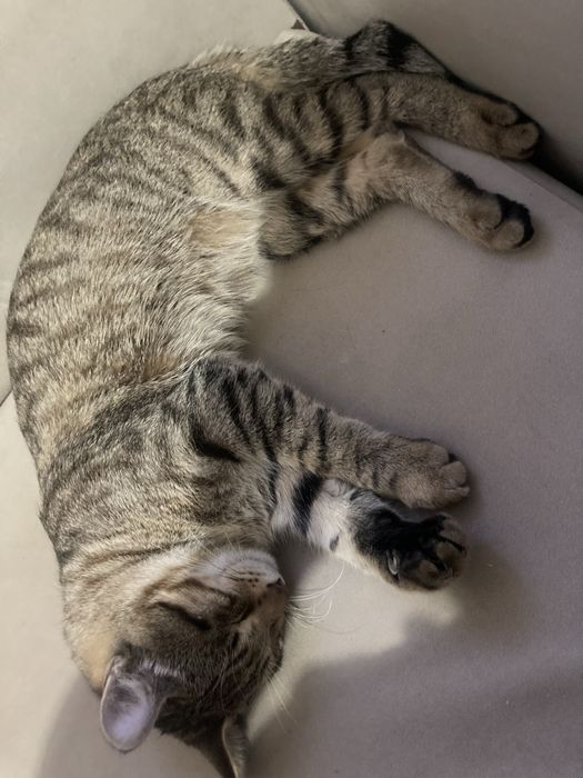 пропал кот,имя тэнни бостандыкский район