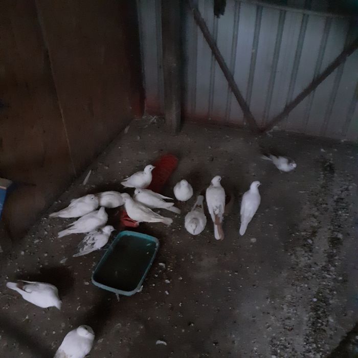 Vând turturele răzătoare.