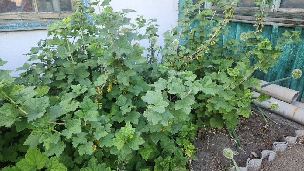 Продам құсты смородины