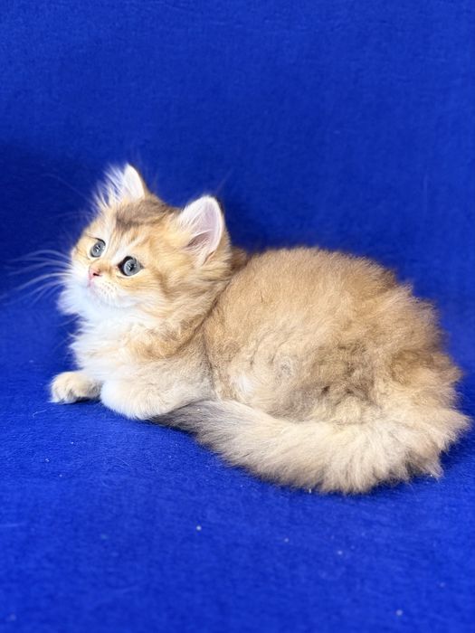 Британские Золотые Шиншилки