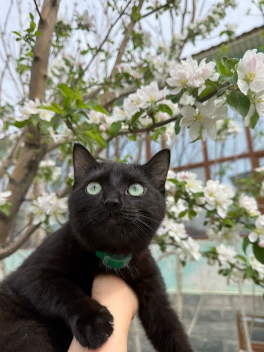 Отдам стерилизованную кошку