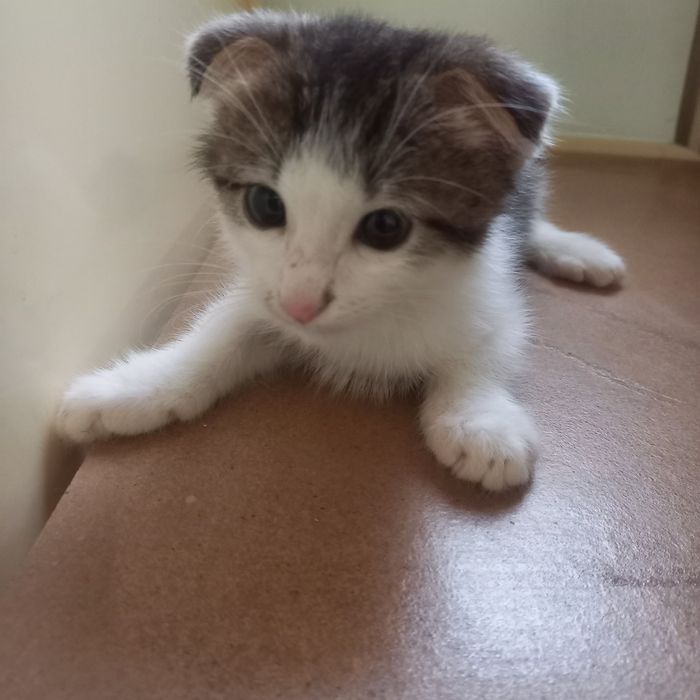 Вислоухий котёнок 1,5 мес мальчик