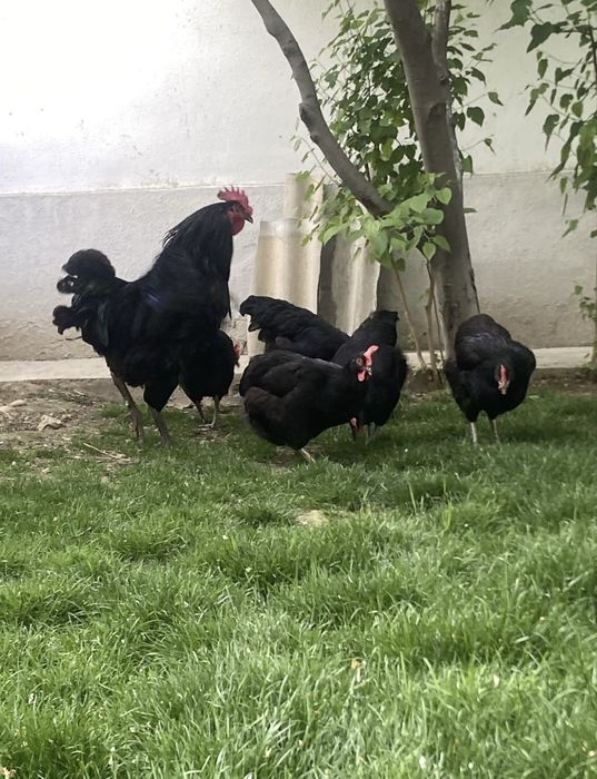 qora shaxzoda joja xoroz sotiladi