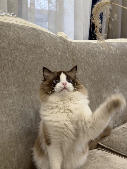 Шикарный мальчик породы Рэкдолл