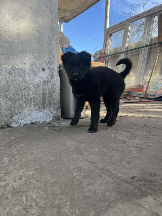 Подарявам кученца