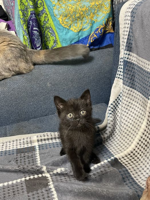 Котенок скотиш страйт