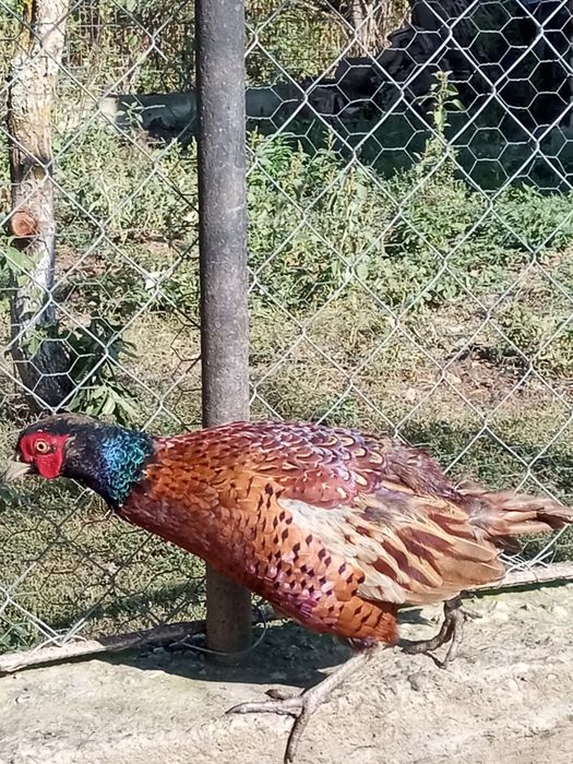 Familie fazani comuni