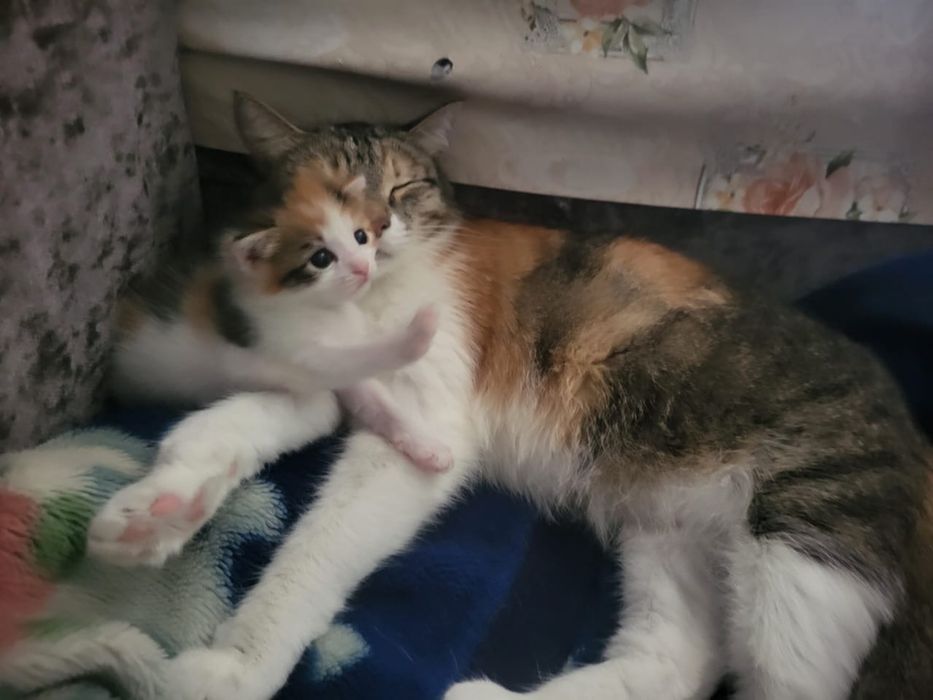Девочка котенок в добрые руки!