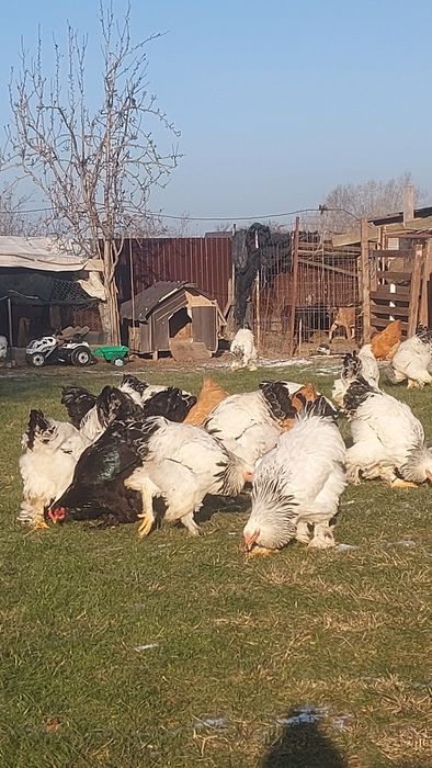 Cocoși de  vânzare Brahma herminat deschis Brahma  albastru  și  Brahm