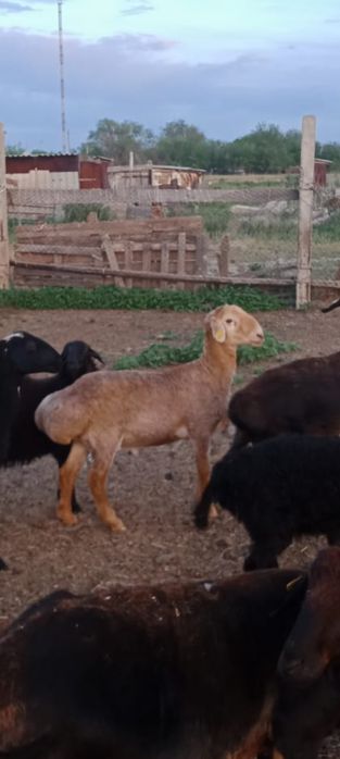 Продам барана кошкар