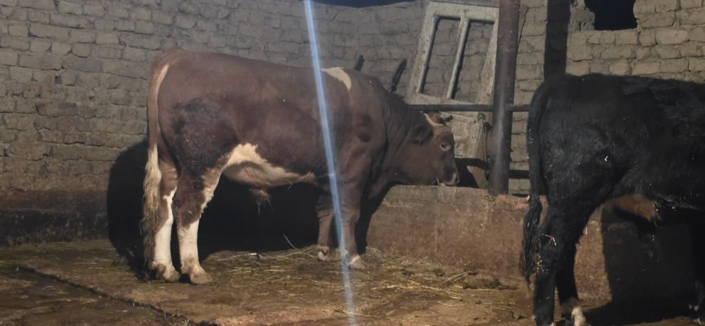 Бұқа сатылады, симментал