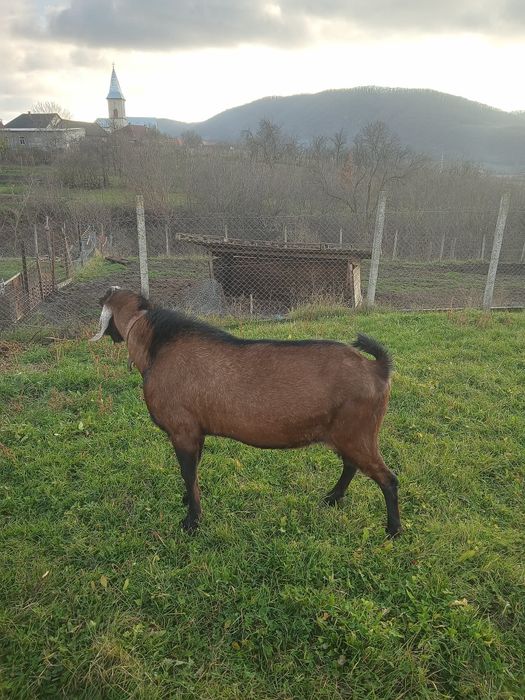 Vând Tapisori Anglo Nubian