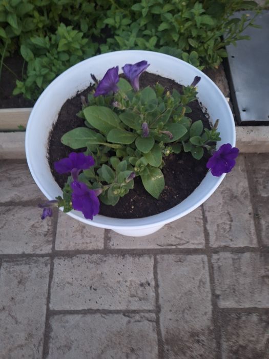 Продаю цветы в горшках