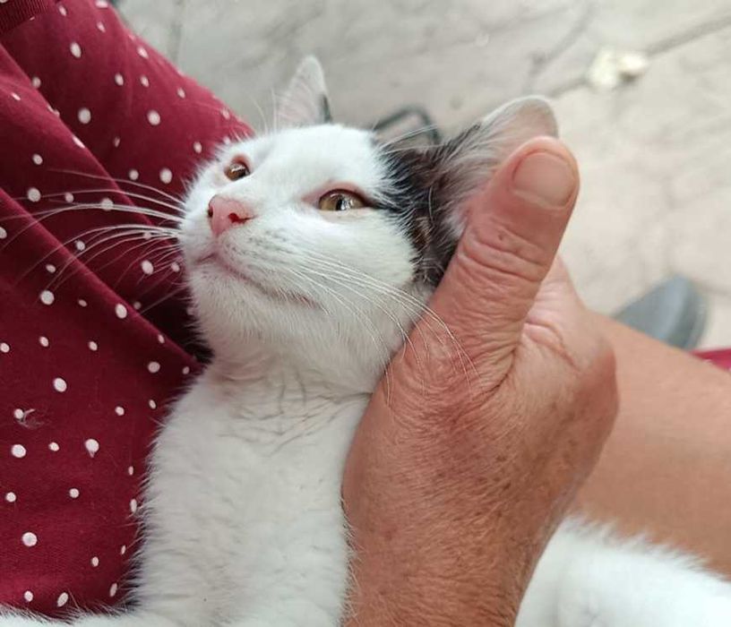 Котето Нана търси своя дом и любящ стопанин