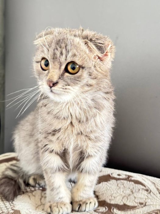 Продаётся котёнок