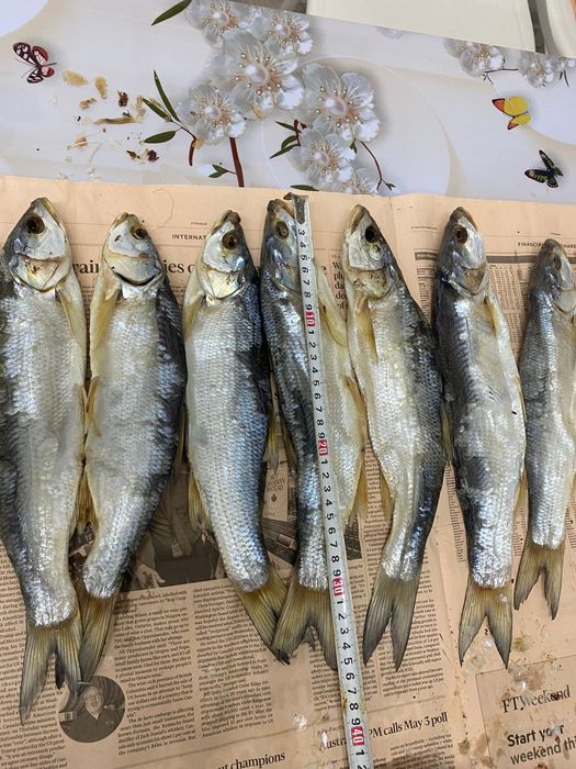 Сла жерих балық штук 1000тг