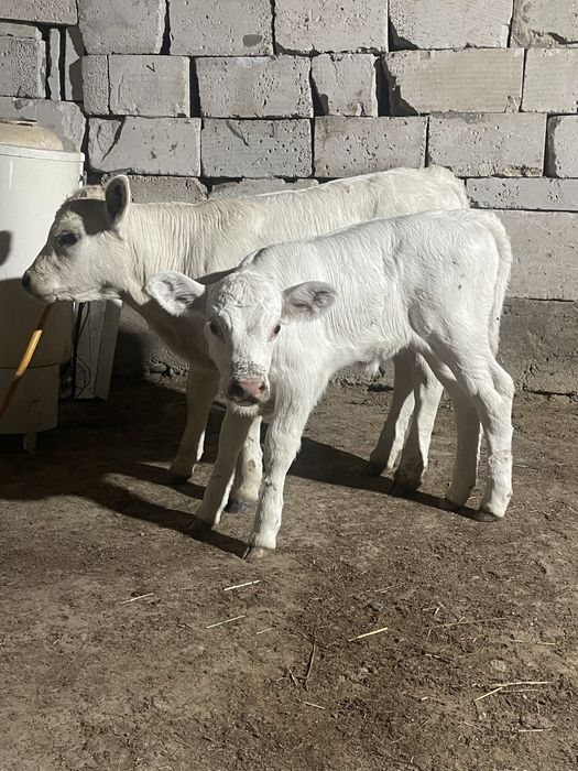 Бұзау сатылады бузау