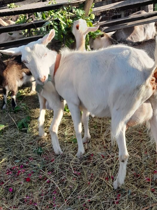 Capre Saannen de vânzare