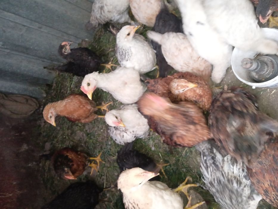 Заңды әкесі мен қызы порно